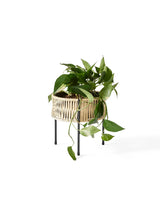 Umanoff Planter 27 fra Audo Copenhagen - 7 - Jacobsen Plus